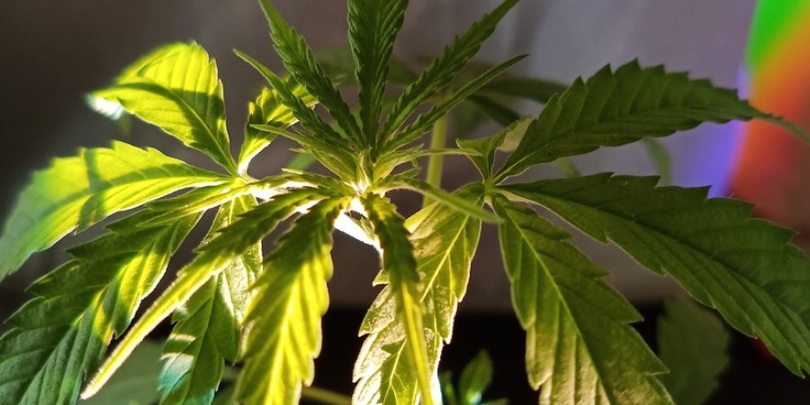 Cannabis Leaves: Understanding Yellowing and Brown Spots - Roxilia